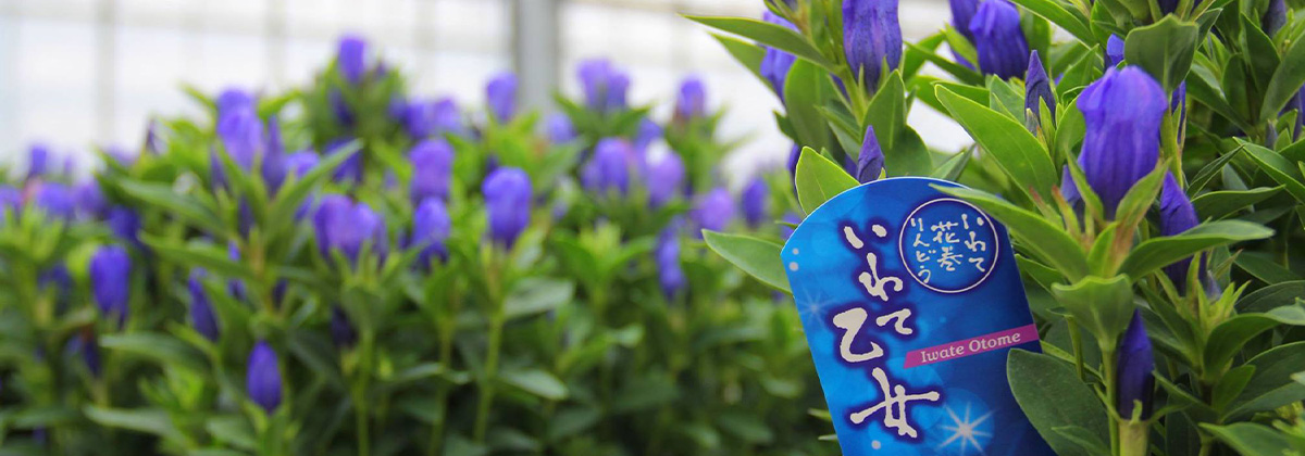 いわえんのお花