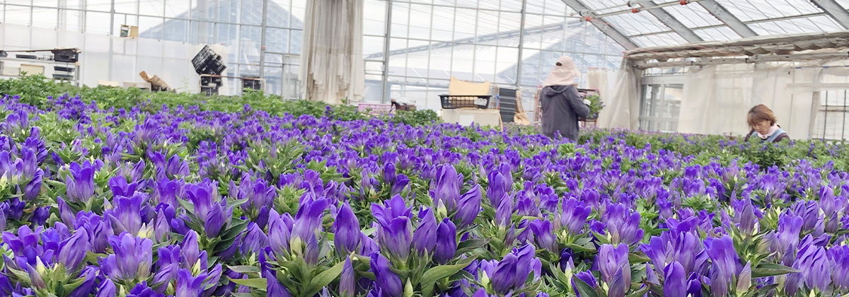 四季のギャラリー