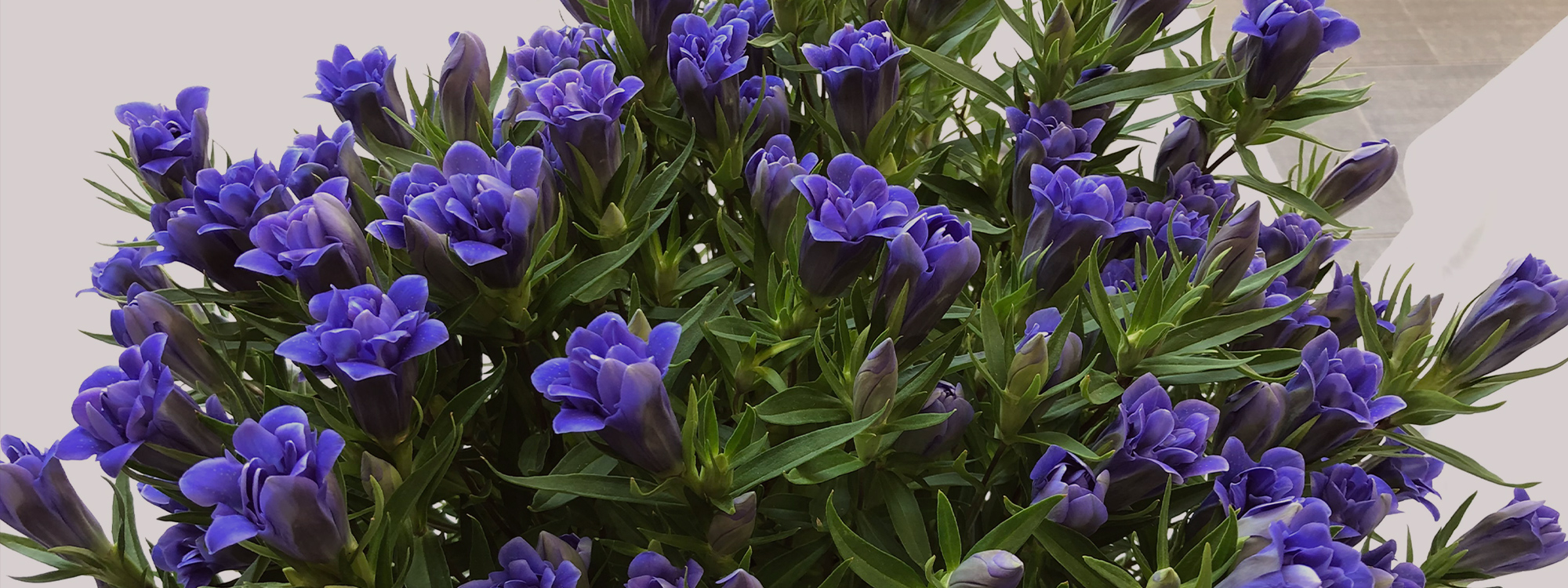 有限会社岩手園芸