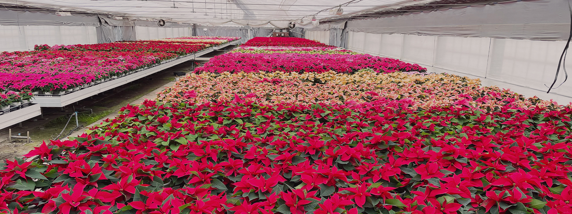 有限会社岩手園芸