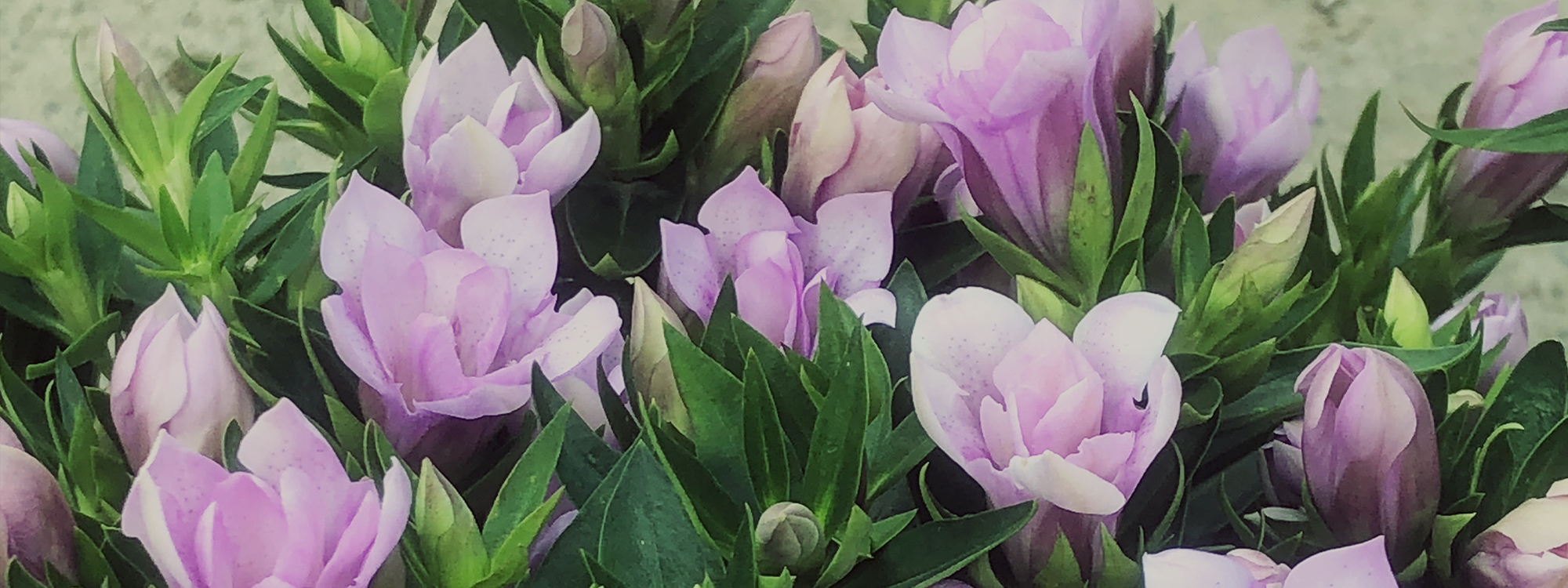 有限会社岩手園芸